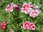 Photo Atlasflower, Farewell-to-Spring, Godetia, pink