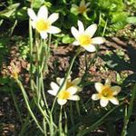 Photo Cape Tulip, yellow