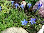 Chinese Gentian