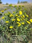 Photo Curly Cup Gumweed, white