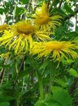 Photo Showy Elecampagne, Elecampane Magnificent, yellow