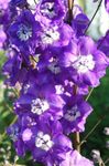Photo Delphinium, purple