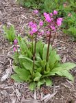Photo Shooting star, American Cowslip, Indian Chief, Rooster Heads, Pink Flamingo Plant, pink