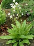 Photo Shooting star, American Cowslip, Indian Chief, Rooster Heads, Pink Flamingo Plant, white