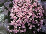 Photo Douglasia, Rocky Mountain Dwarf-Primrose, Vitaliana, pink