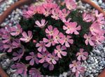 Photo Douglasia, Rocky Mountain Dwarf-Primrose, Vitaliana, pink