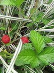 Photo Indian Strawberry, Mock Strawberry, red