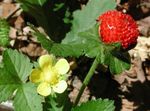 Photo Indian Strawberry, Mock Strawberry, yellow