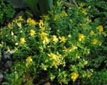 Photo Hypericum olimpicum, yellow