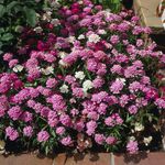 Photo Candytuft, pink