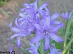Photo Lily-of-the-Altai, Lavender Mountain Lily, Siberian Lily, Sky Blue Mountain Lily, Tartar Lily, light blue