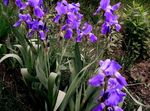 Photo Iris, purple