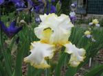 Photo Iris, yellow