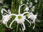 Photo Spider Lily, Ismene, Sea Daffodil, white