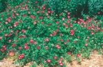 Photo Mexican Winecups, Poppy Mallow, red