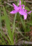Photo Grass Pink Orchid, pink
