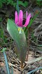 Photo Fawn Lily, pink