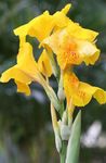 Photo Canna Lily, Indian shot plant, yellow
