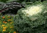 Photo Flowering Cabbage, Ornamental Kale, Collard, Curly kale, white