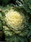 Photo Flowering Cabbage, Ornamental Kale, Collard, Curly kale, yellow