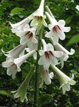 Photo Giant Lily, white