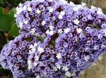 Photo Carolina Sea Lavender, light blue