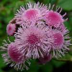 Photo Floss Flower, pink