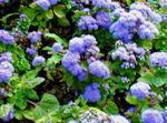 Photo Floss Flower, light blue