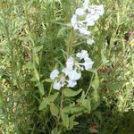 Photo Clarkia, Garland Flower, Mountain Garland, white