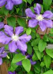Photo Clematis, lilac