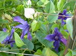 Photo Clematis, blue