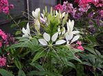 Photo Spider Flower, Spider Legs, Grandfather's Whiskers, white