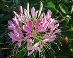 Photo Spider Flower, Spider Legs, Grandfather's Whiskers, pink