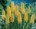 Photo Red hot poker, Torch Lily, Tritoma, yellow