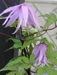Photo Atragene, Small-flowered Clematis, lilac