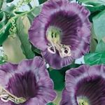 Photo Cathedral Bells, Cup and saucer plant, Cup and saucer vine, purple