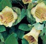Photo Cathedral Bells, Cup and saucer plant, Cup and saucer vine, yellow