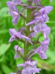Photo Fragrant Orchid, Mosquito Gymnadenia, lilac