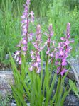 Photo Fragrant Orchid, Mosquito Gymnadenia, pink