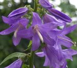 Photo Adenophora, Lady Bells, lilac