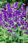 Photo Campanula, Bellflower, purple