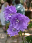 Photo Campanula, Bellflower, lilac