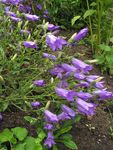 Photo Campanula, Bellflower, purple