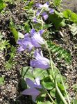 Photo Campanula, Bellflower, lilac