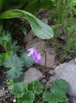 Photo Cortusa, Alpine Bells, lilac