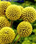 Photo Billy buttons, yellow