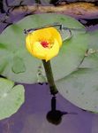 Photo Southern Spatterdock, Yellow Pond Lily, Yellow Cow Lily, yellow