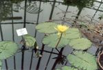 Photo Water lily, yellow