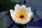 Photo Water lily, white