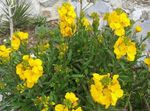 Photo Wallflower, Cheiranthus, yellow